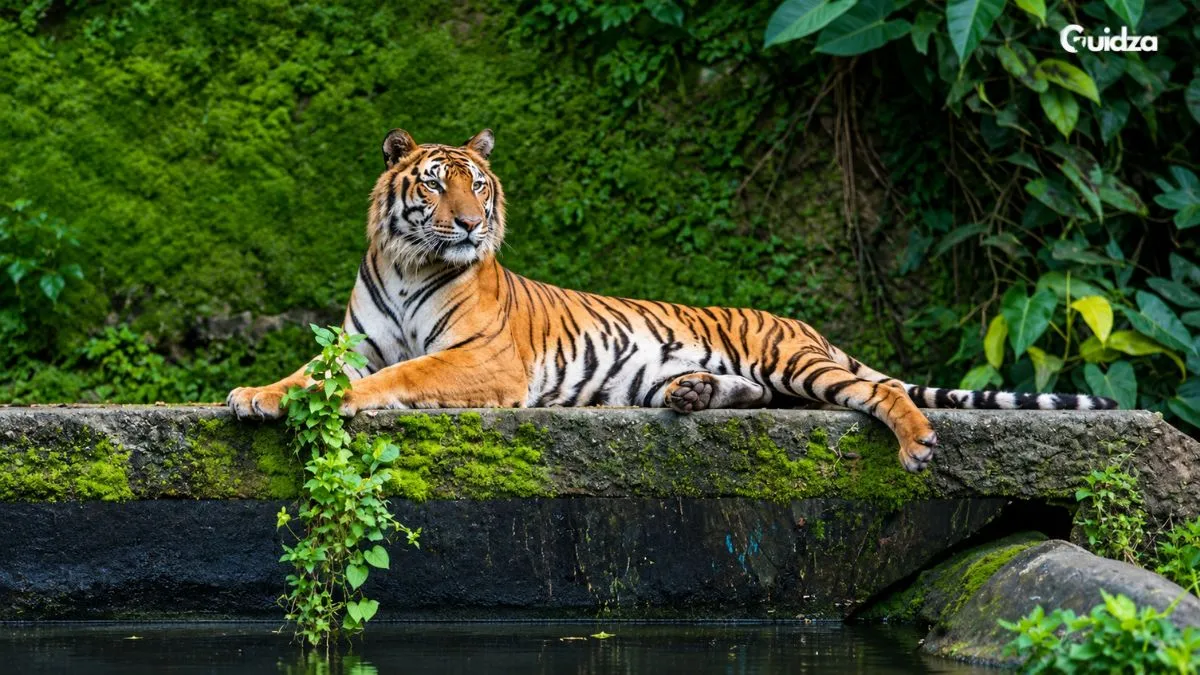 Manas National Park